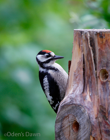 Juvenile Greater Spotted Woodpecker