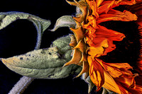 sunflower-yukon